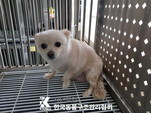 한국동물구조관리협회_411307202500020